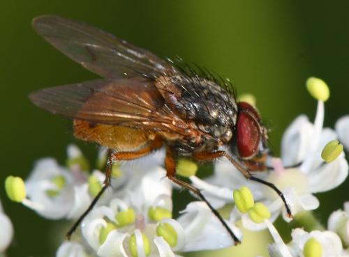 Réf. 346 615 : Phaonia rufiventris